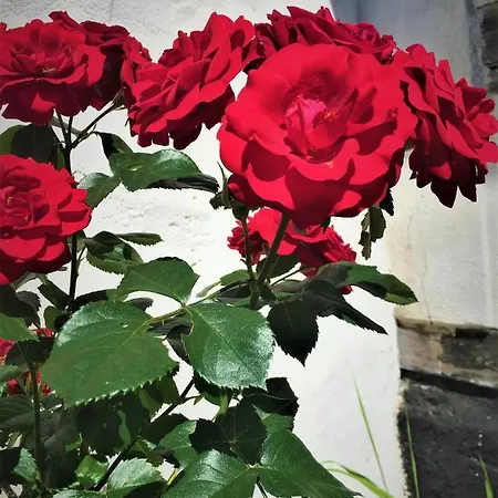 Apartment Fischerhaus Godewind 60 Qm Altwarp